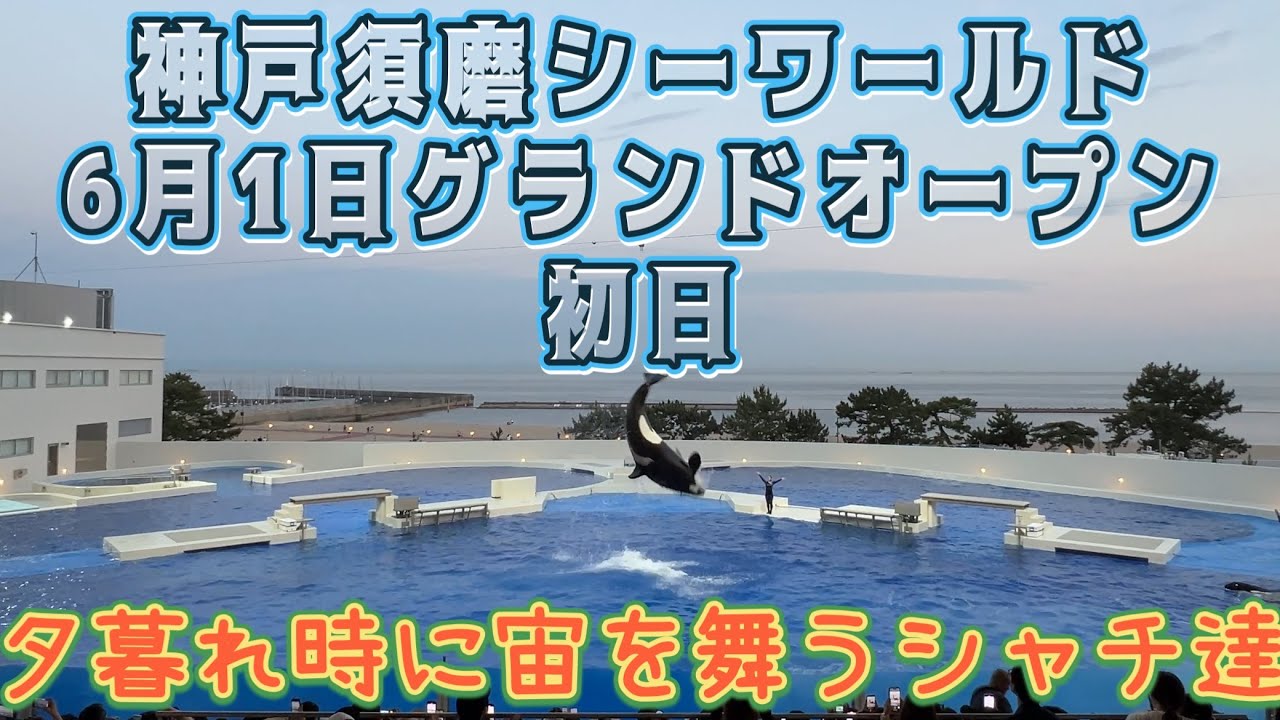 【神戸須磨シーワールド】夕暮れ時に宙を舞うシャチ！6月1日グランドオープン初日。シャチパフォーマンス19:00開演