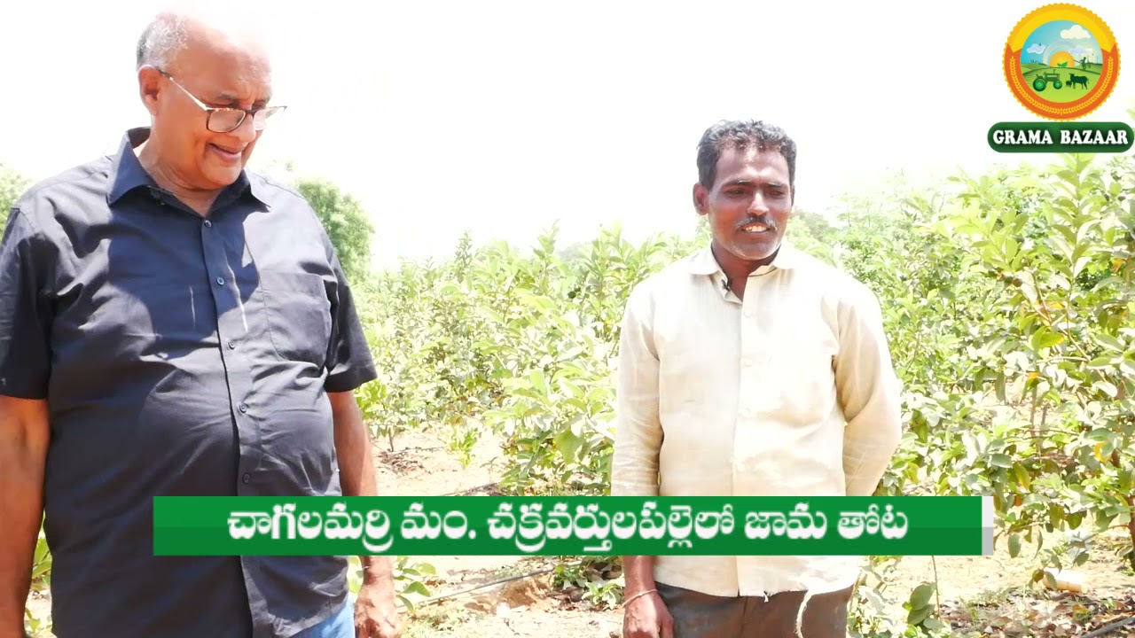 E15 | జామతోటలో నులిపురుగుల నిర్మూలన | Nematodes control in guava | @GramaBazaar