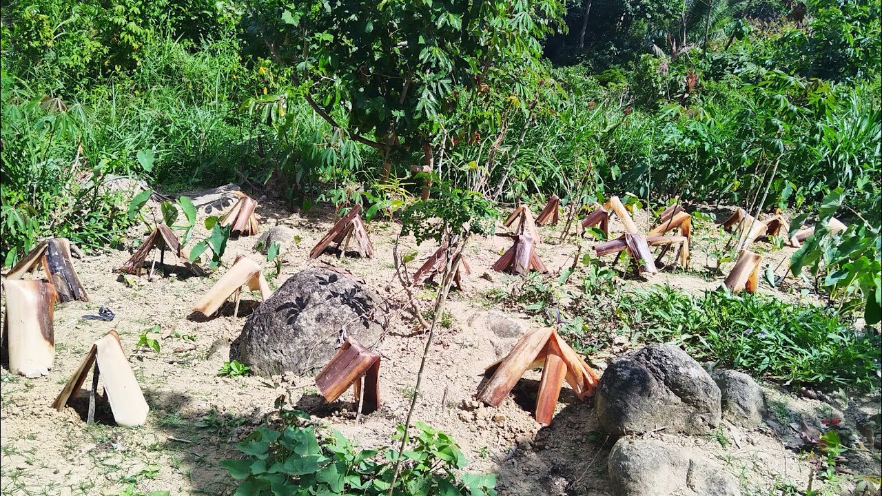 Nagtanim ako ng mga kamatis at tinakpan ko dahil sobrang init 