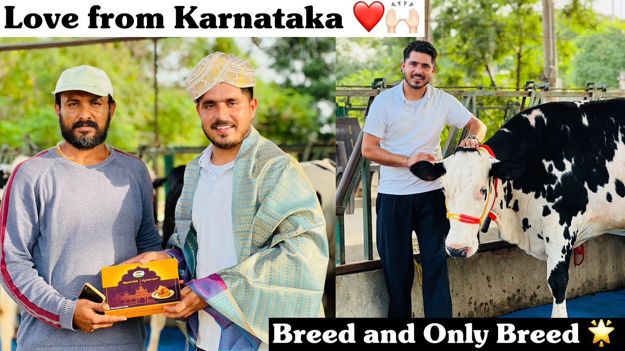10 Top Breeded cow 🐄🌟Sale for Karnataka || Thankyou Karnataka Customer for this Love ❤️