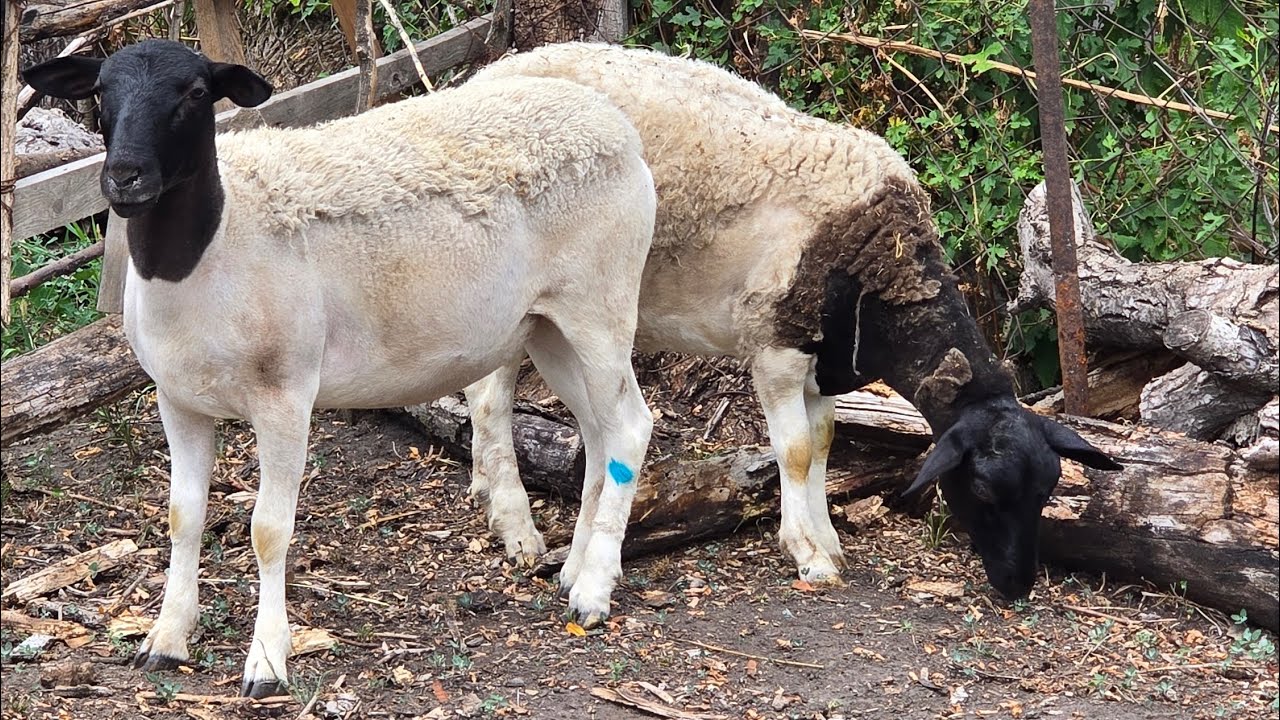 Как вырастить микрозелень - ячмень для Овец?!