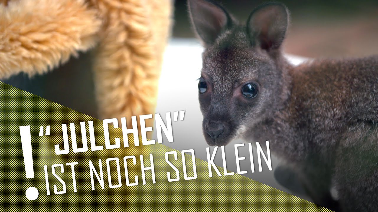 K&auml;nguru 