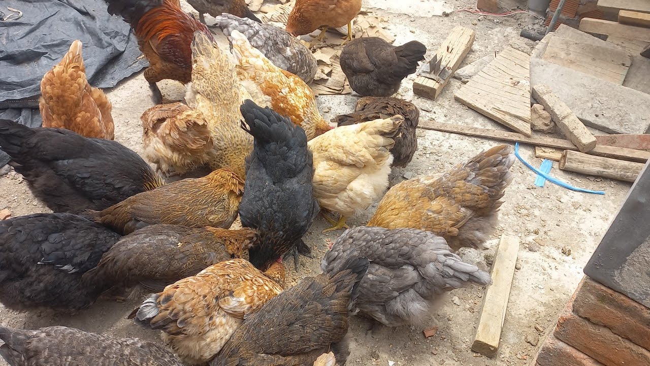 ¿ A que precio se vende una gallina criolla? - En Perú