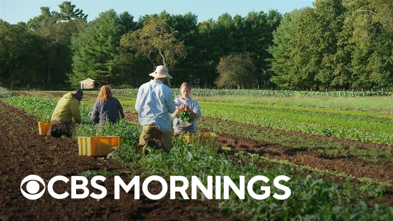 Environmentally-minded young workers trade office jobs for work on the farm