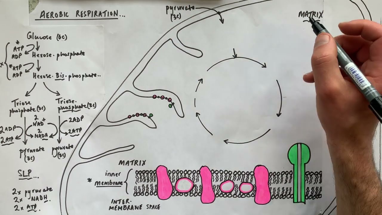 A Level Biology - All reactions of AEROBIC respiration (glycolysis/LR/KC/ETC)…