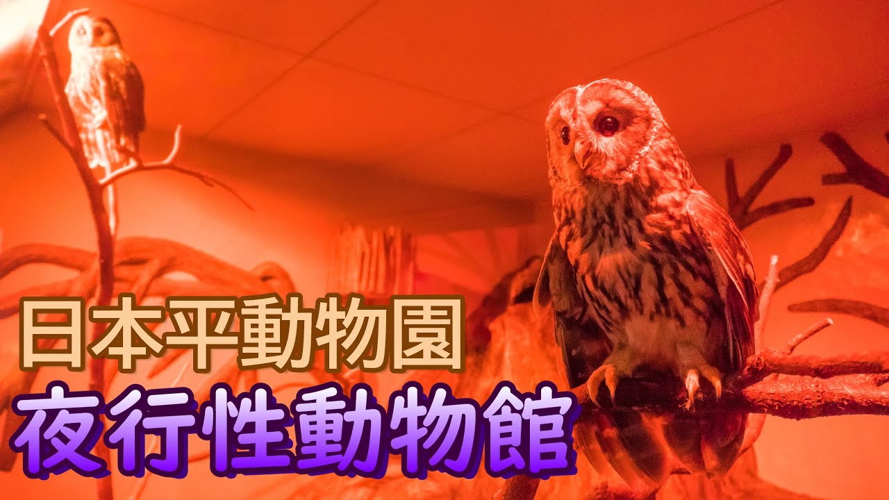 日本平動物園の夜行性動物館を見ていこう🦇