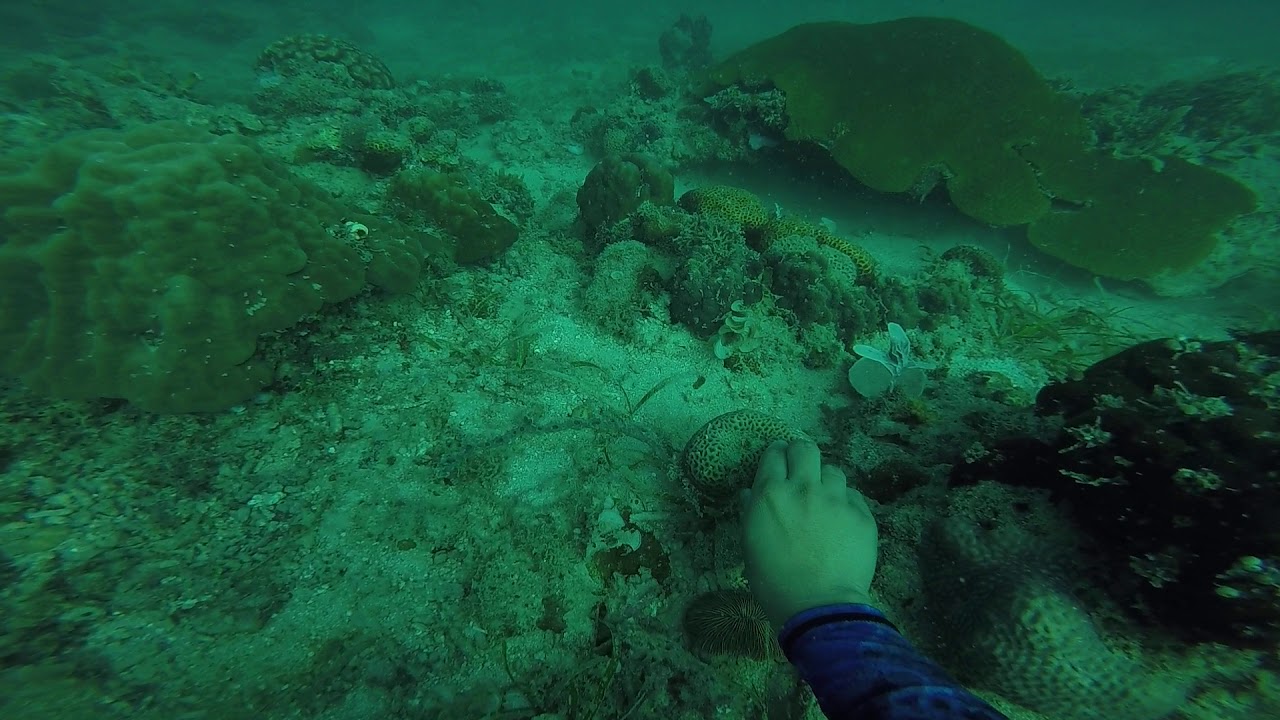 Salvimar One Plus Freediving watch test