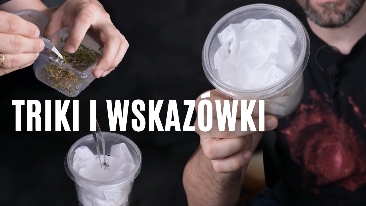 Wysyłka pająków i karaczanów - jak przełożyć, spakować detalicznie i hurtowo | arent.pl