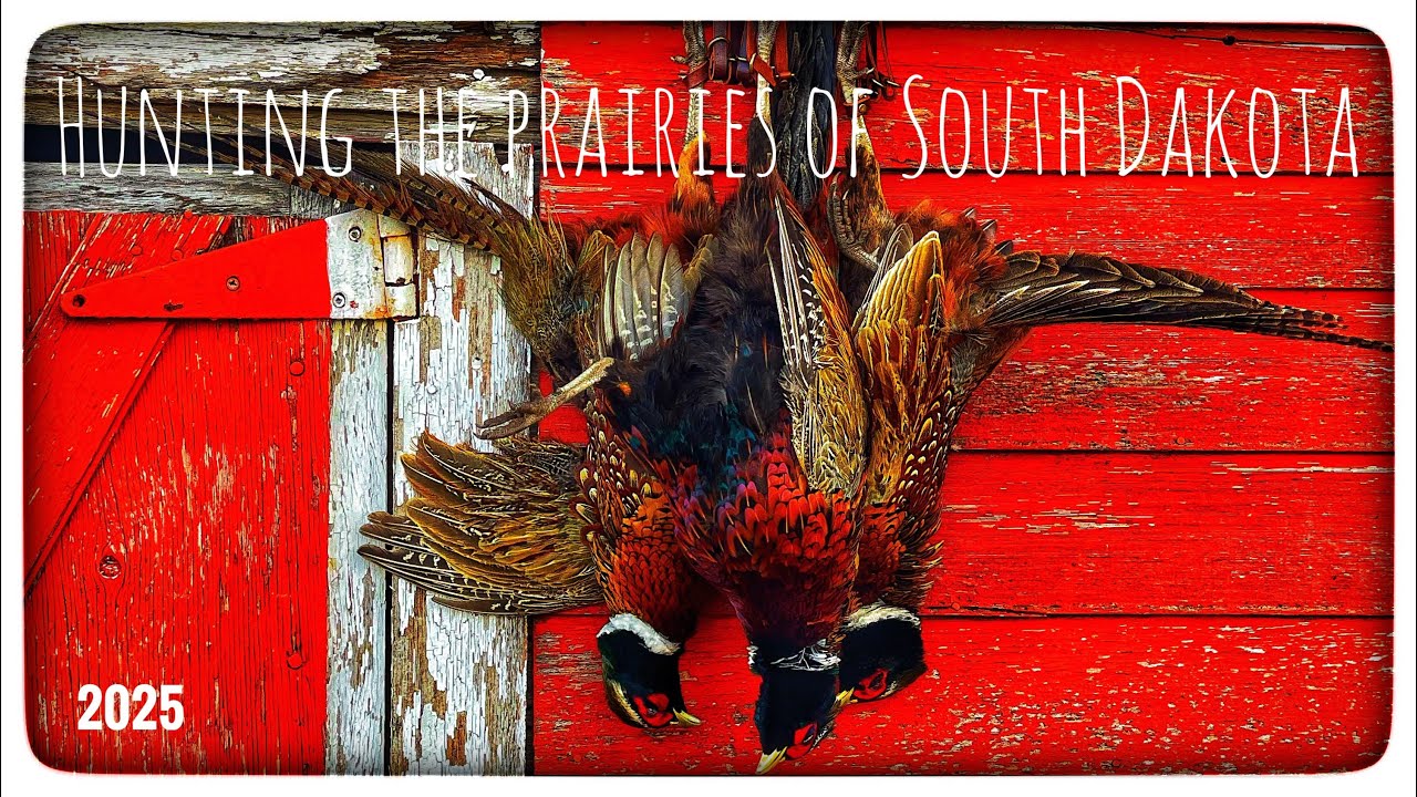SOUTH DAKOTA 2025 | OPENING DAY | WILD PHEASANT HUNT 