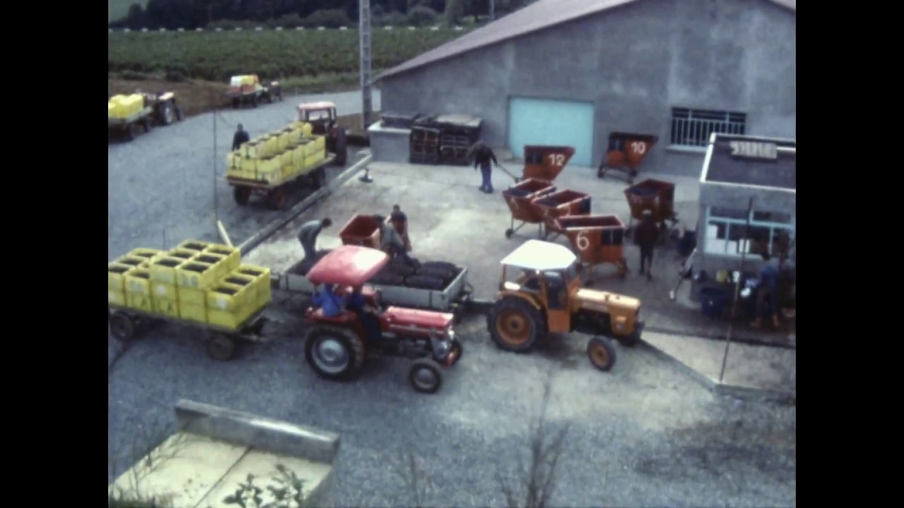 Vendange en Sud Beaujolais en 1976 + distillerie