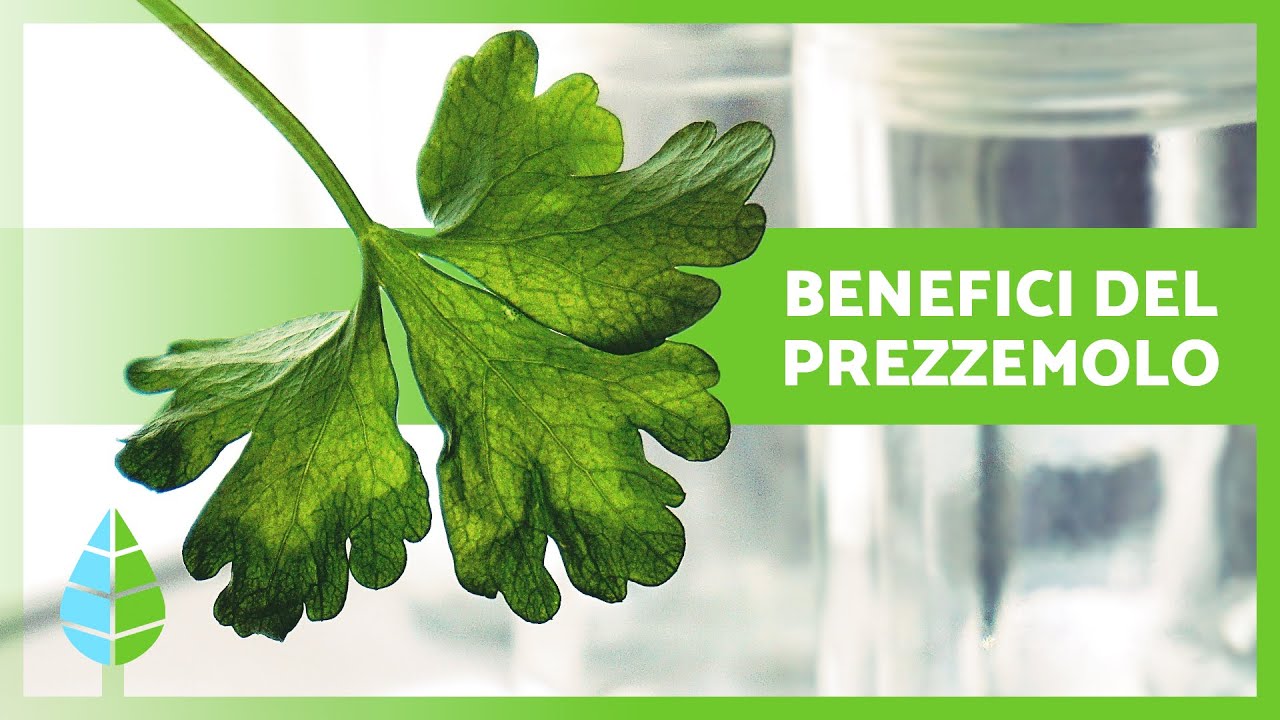 A cosa serve il PREZZEMOLO? 🌿💚 | Propriet&agrave;, BENEFICI e Controindicazioni