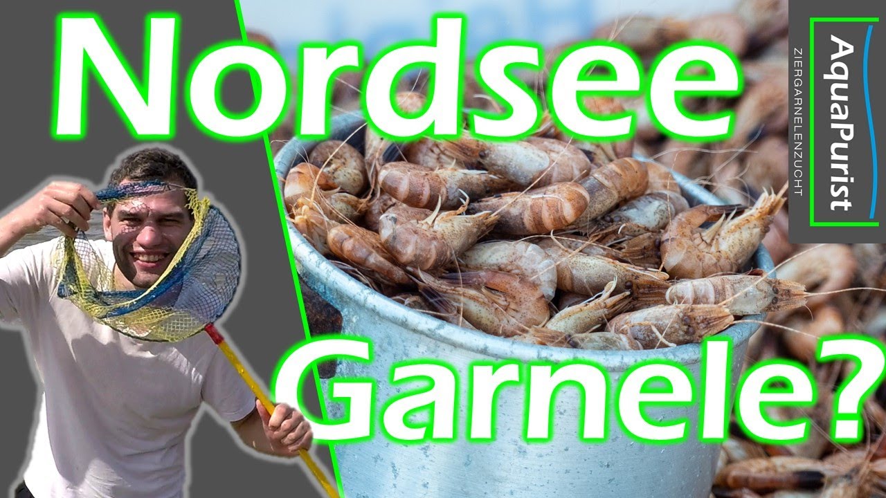 Warum nicht Nordseegarnelen statt Amanogarnelen?