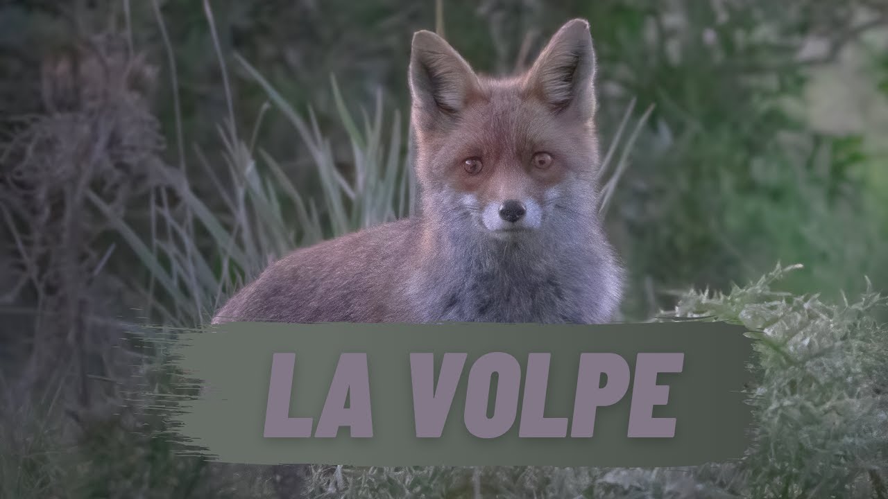 LA VOLPE- Fotografia Naturalistica