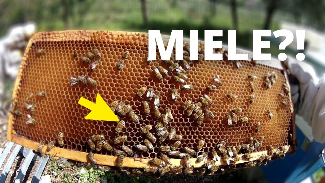 HO MESSO I MELARI || ma non per far miele