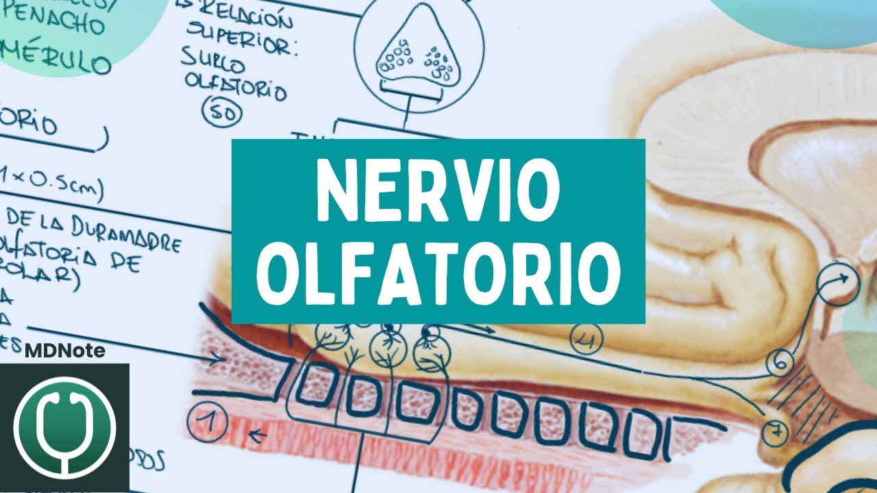 🧠 Primer Par Craneal: Nervio y V&iacute;a Olfatoria | 🩺 MDNote