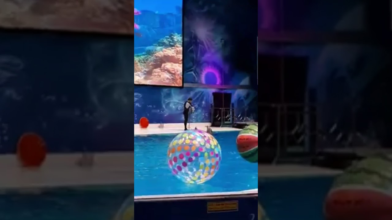 Dolphin Show - Dubai Dolphinarium / JG official TV