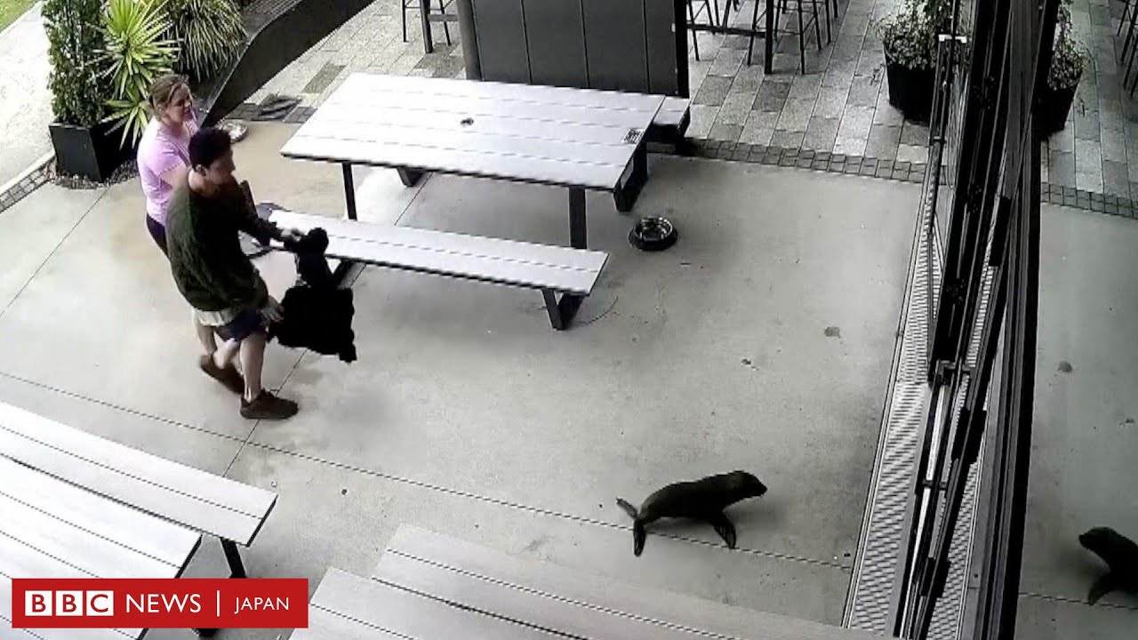 オットセイの赤ちゃんがバーに侵入、ニュージーランド