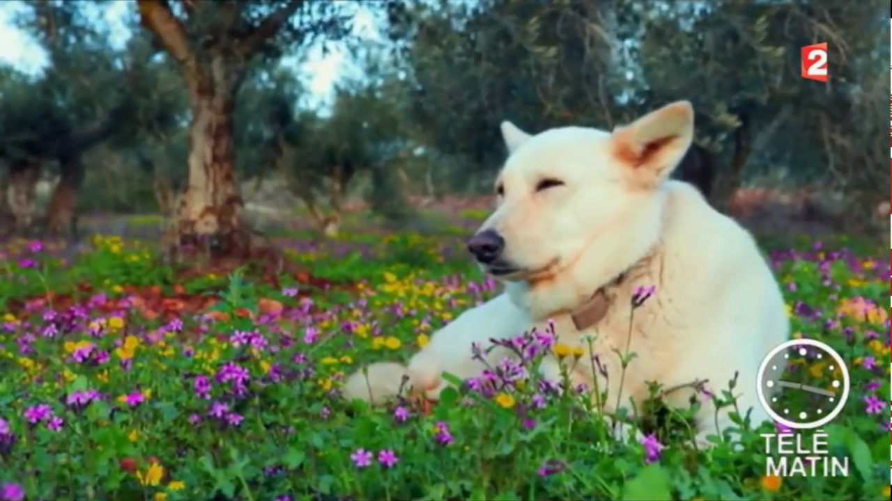La Dermatite Atopique du Chien