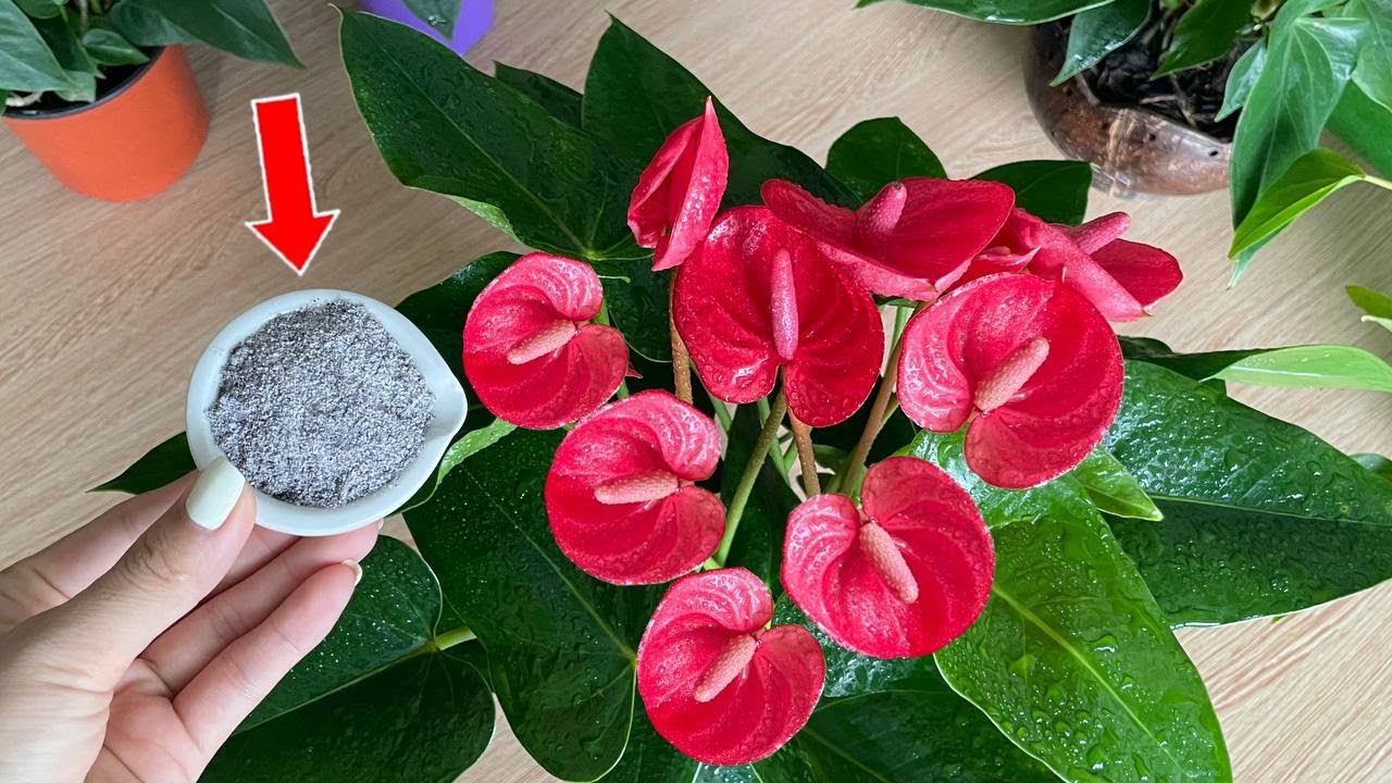 Заставляет любое растение антуриум цвести и расти в 5 раз быстрее | Натуральное удобрение