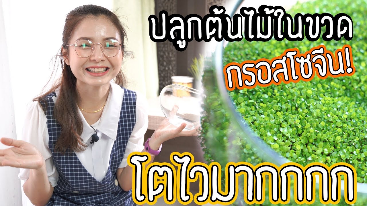 ปลูกต้นไม้ในขวด กรอสโซจีน เลี้ยงง่าย โตไวมาก (ไม่แนะนำให้ปลูกในตู้ไม้น้ำ) | Marangmod Channel
