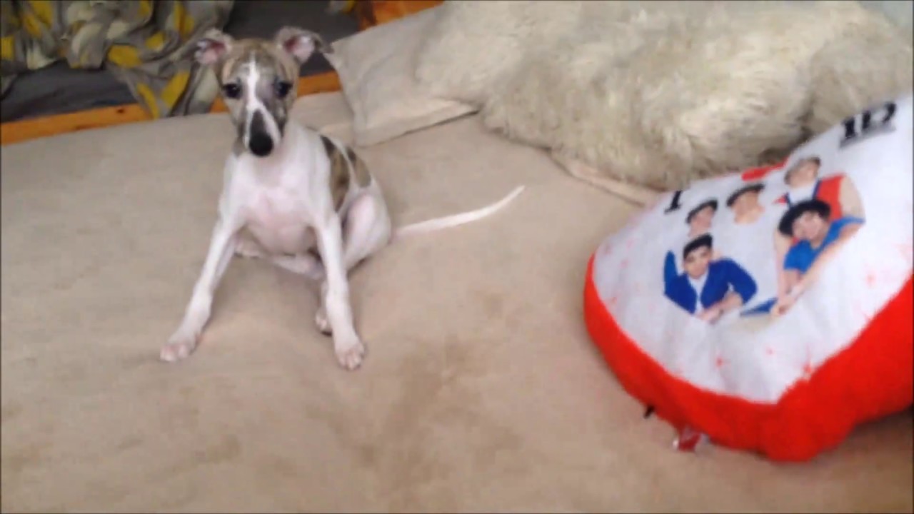 Day in the life of a whippet puppy