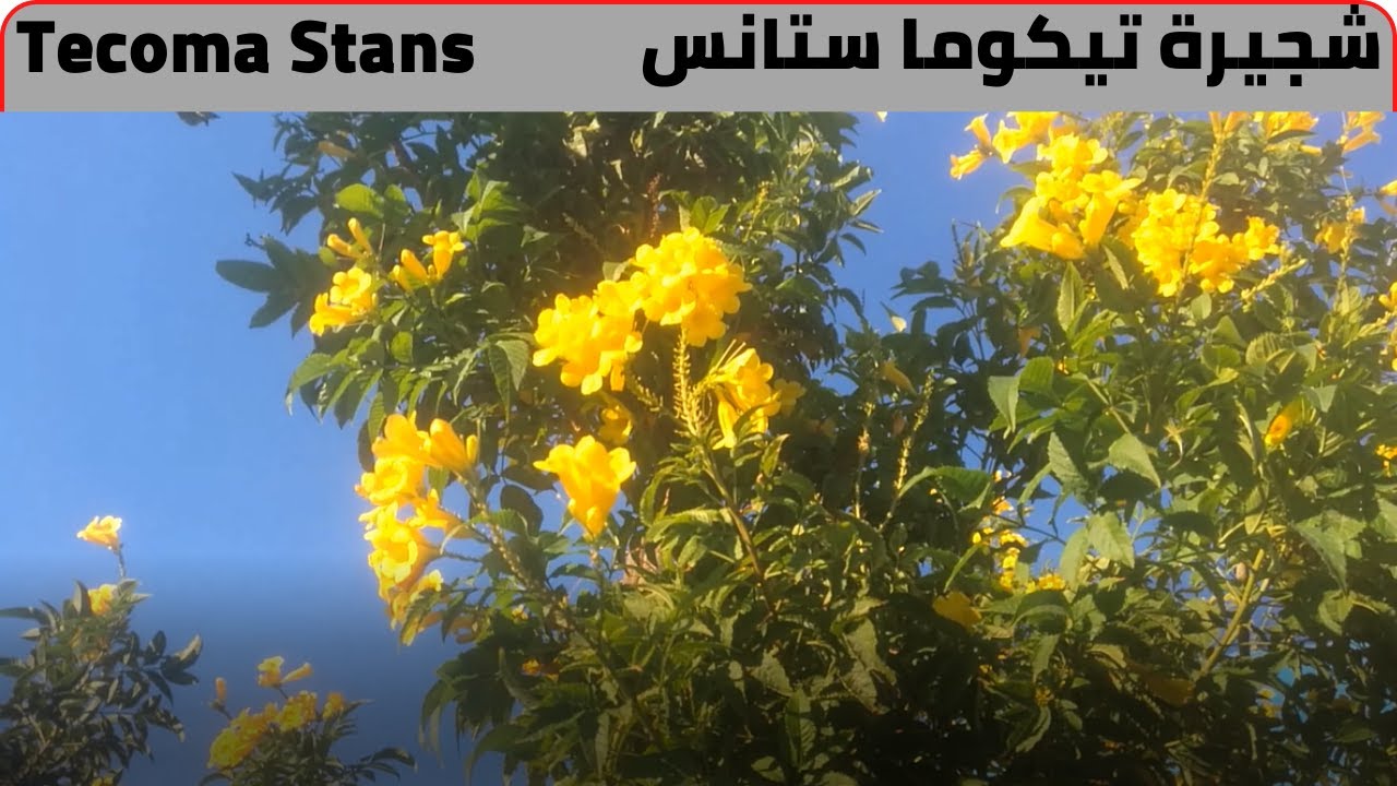 شجيرة تيكوما ستانس Tecoma Stans