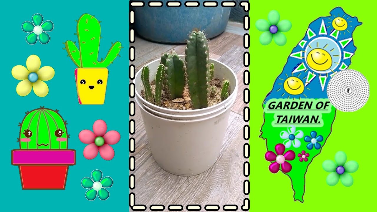 cactus del desierto