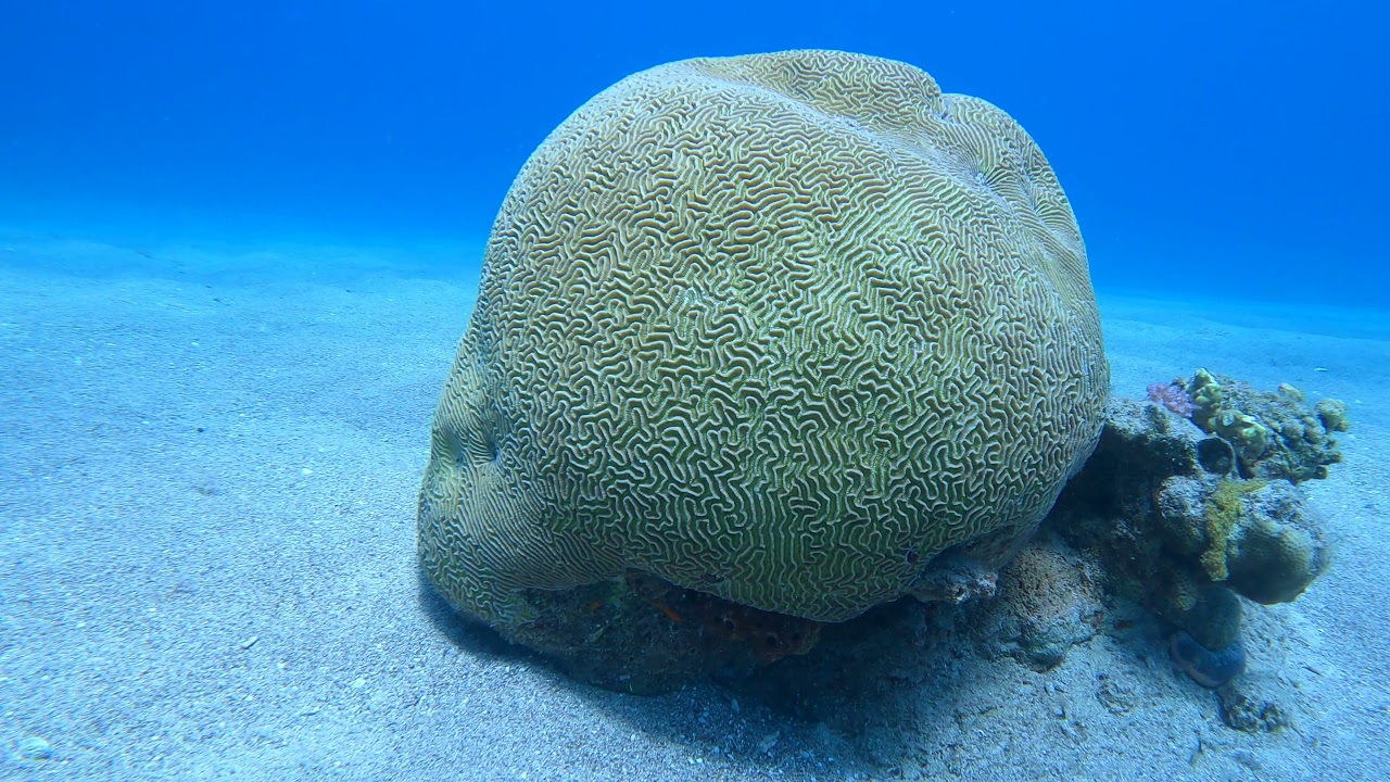 Red Sea Diving (Eilat, Israel) 2021 4K GoPro9