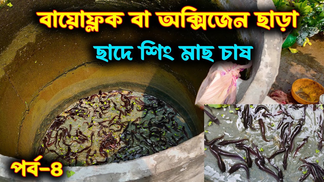 বায়োফ্লক বা অক্সিজেন ছাড়া ছাদে শিং মাছ চাষ পদ্ধতি। পর্ব -৪ Rooftop Fish Farming without Biofloc