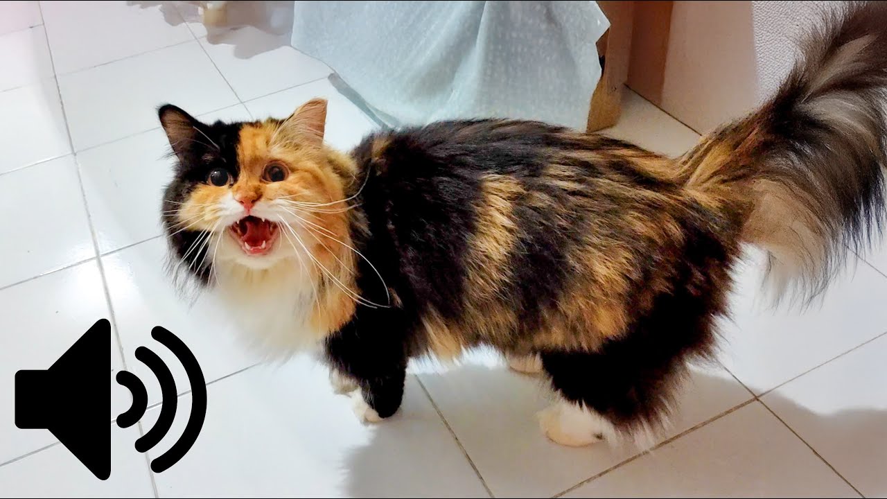 FEMALE CAT IN HEAT MEOWING MATE CALLING  - PRANK YOUR PET