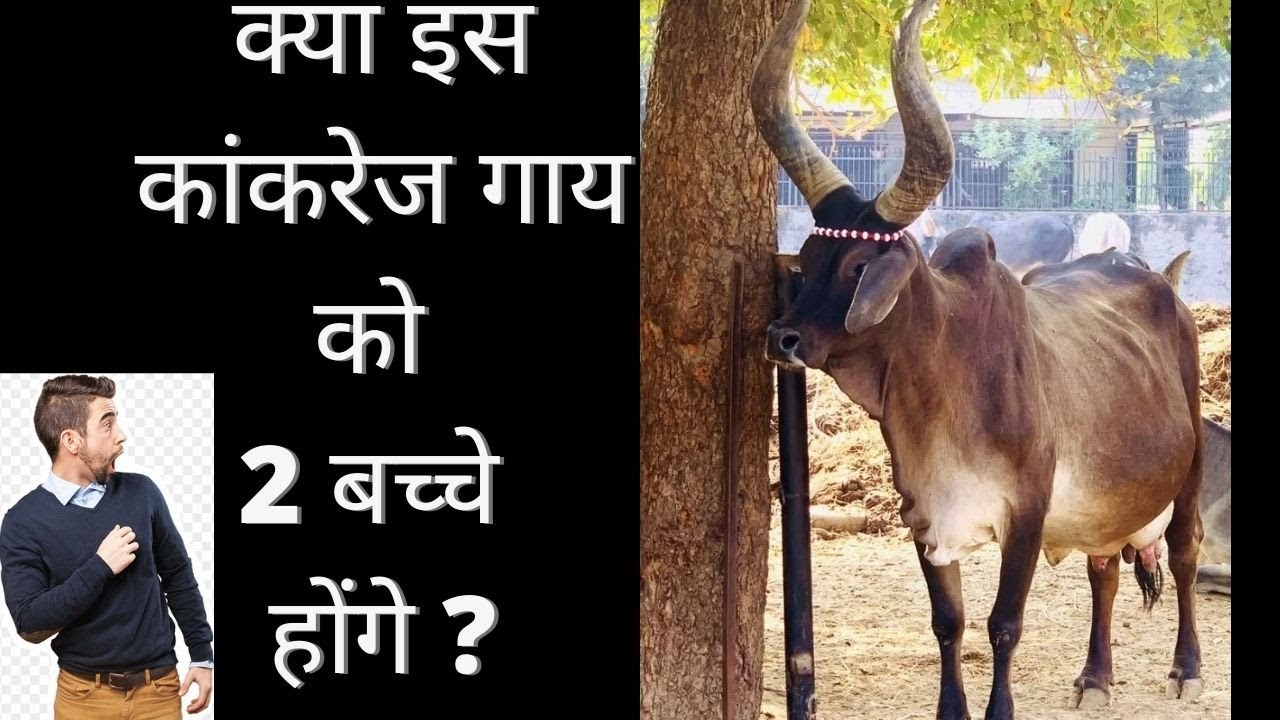 कया इस कांकरेज गाय को 2 बच्चे होंगे ? बच्चा जानने के बाद यह गाय का वीडियो जरूर डालेंगे #kankrejcow
