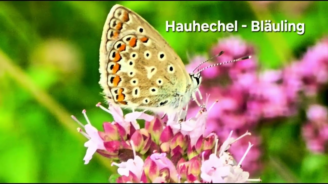 Origanum vulgare (Oregano)  Echter Dost und seine Besucher