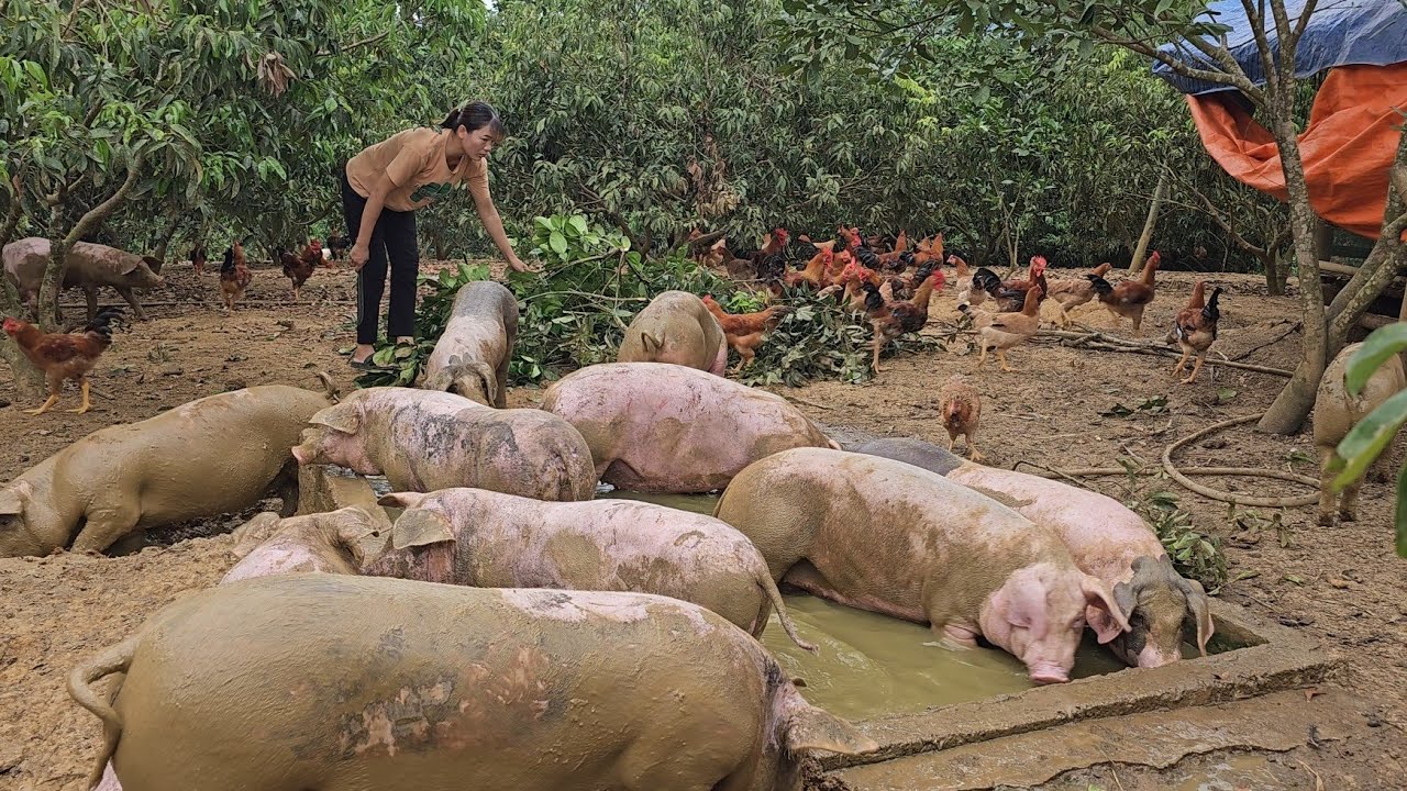 The pigs live wild in the garden.  Care for pigs and chickens. (Episode 184).