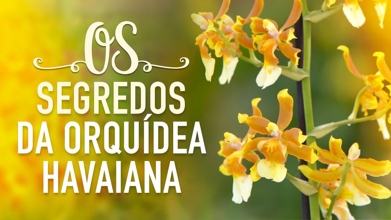Os SEGREDOS da ORQUÍDEA havaiana