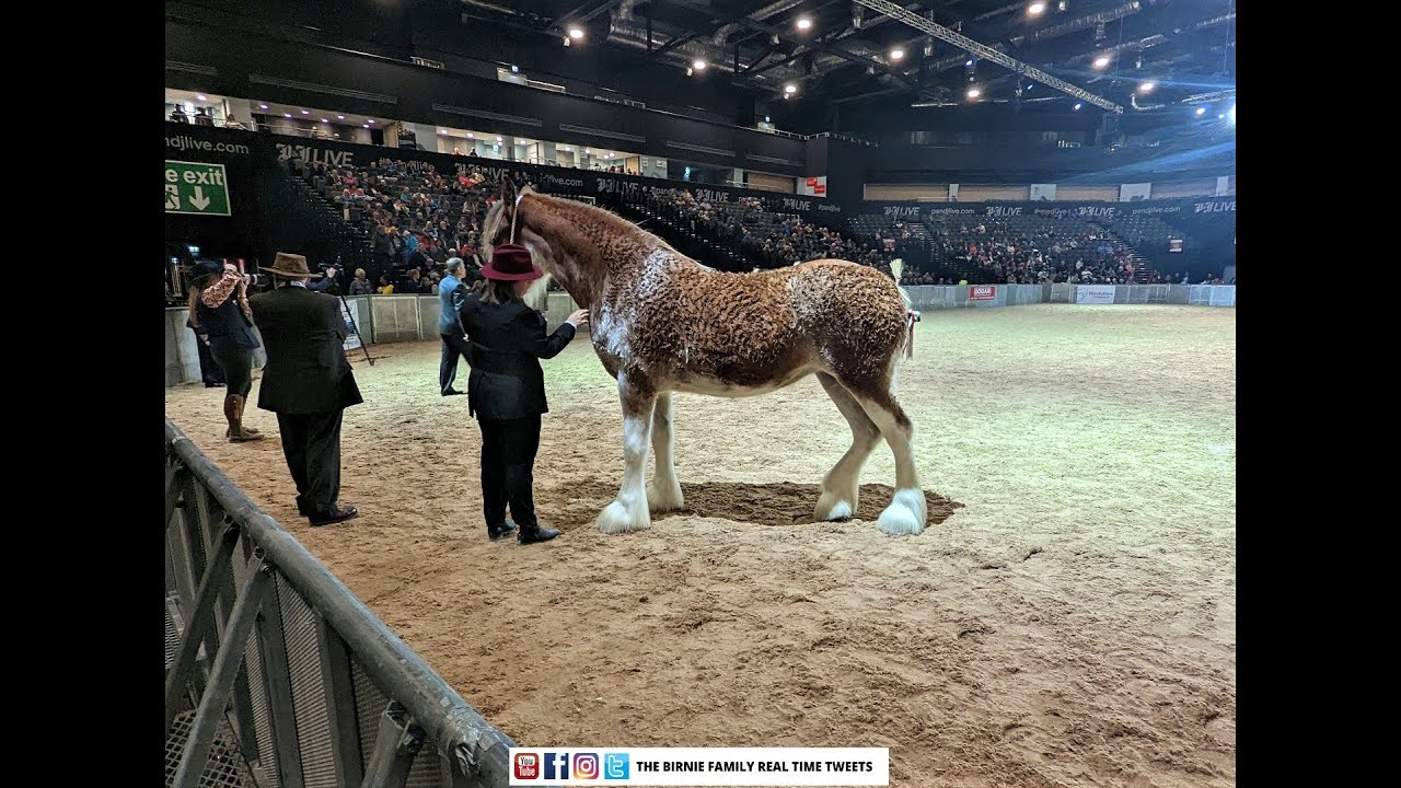 Our Scottish Clydesdale Horses | Horse Show Part One - BF Various Videos