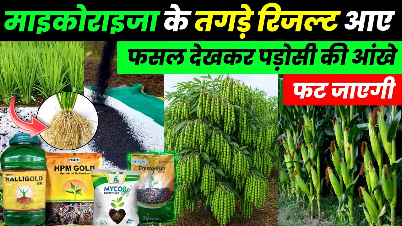 माइकोराइजा क्या है? इसके फायदे | Mycorrhiza ke fayde🌱Ralligold, Mycore, kmax super🌱mycorrhiza kab de