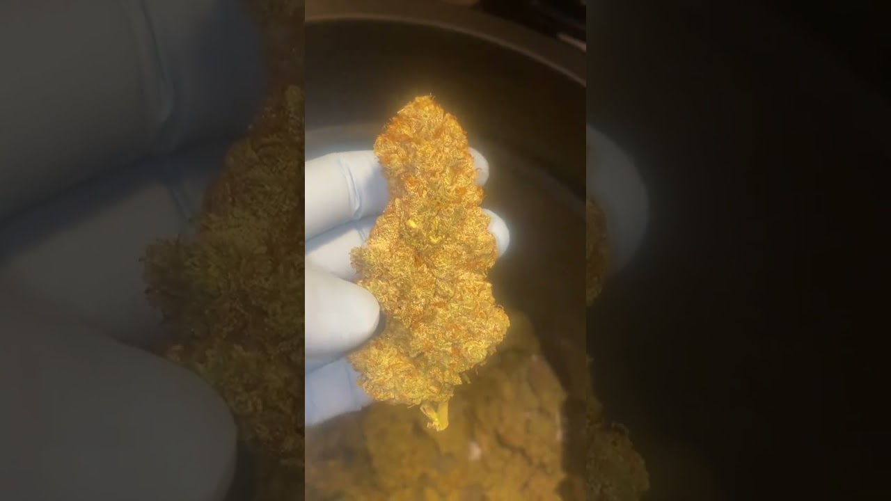 Dank bud stinks, weighs a lot, and is rock hard; NO EXCEPTIONS!!!