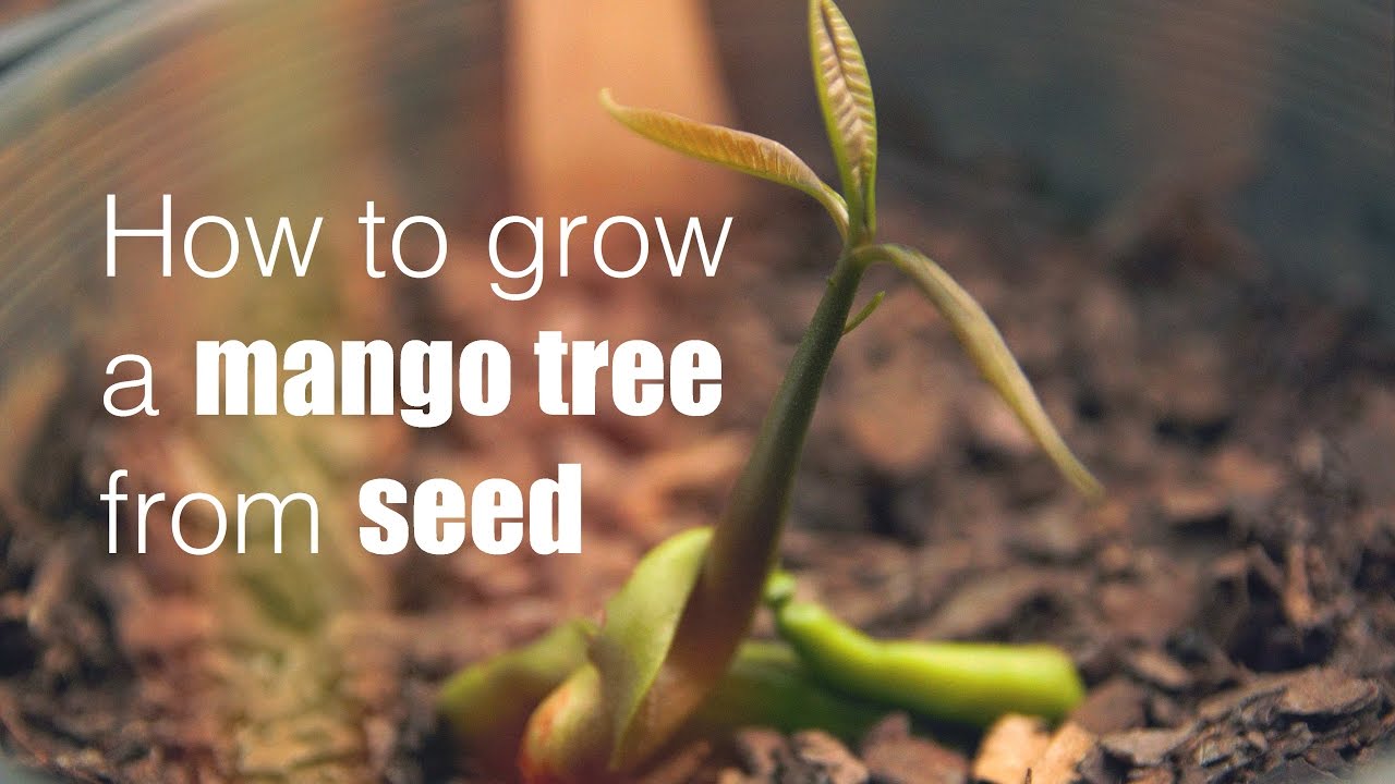 How to grow a mango tree from seed