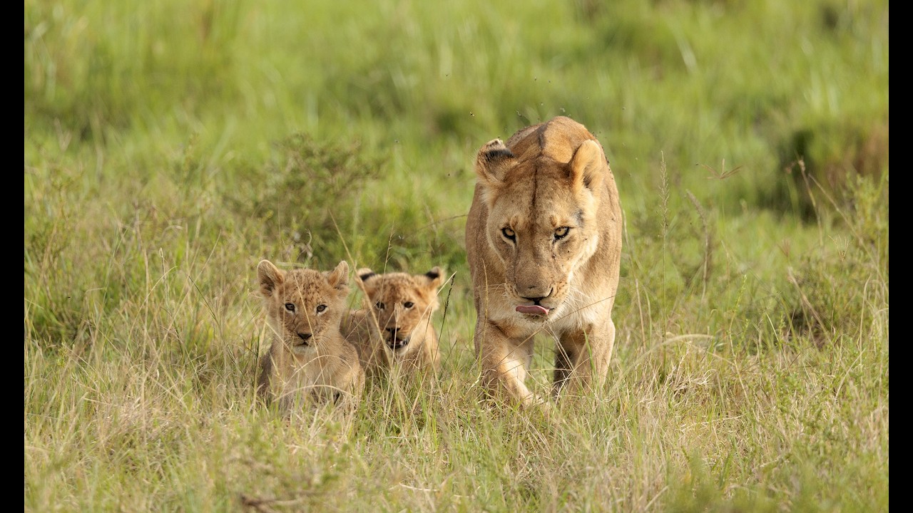 MARSH PRIDE, Kaleo and her cubs. Masai Mara Kenya