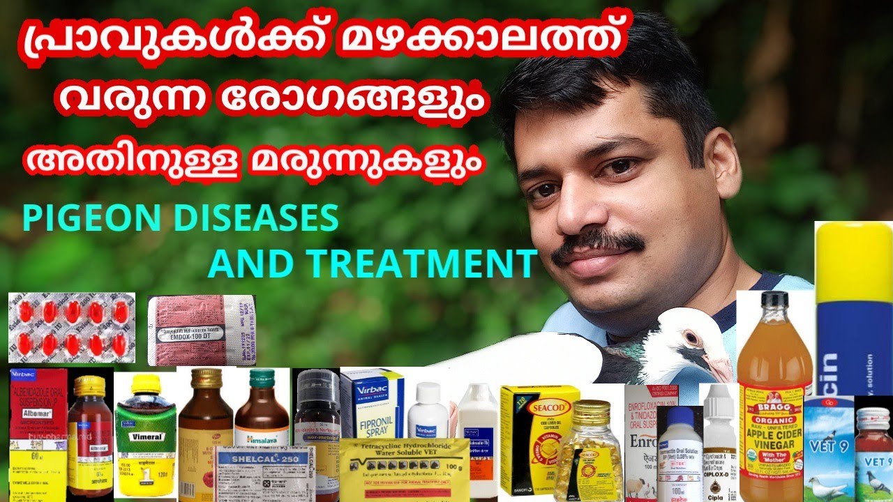 #pigeon disease#treatment പ്രാവുകൾക്ക് മഴക്കാലത്ത് വരുന്ന രോഗങ്ങളും അതിന്റെ മരുന്നുകളും