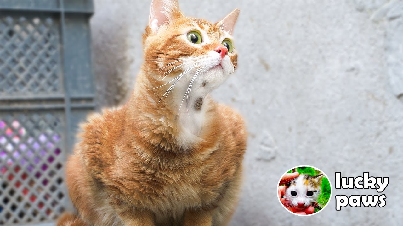 Малиновый кот подстригся, что помогло спасти ему жизнь. | Lucky Paws