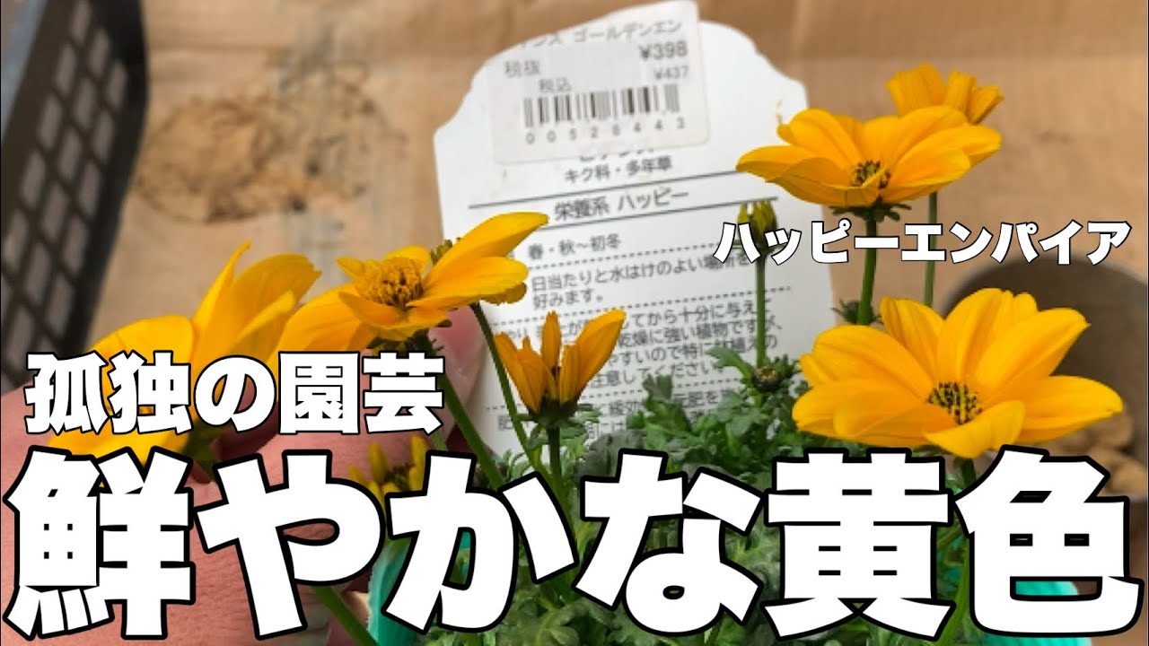 【ビデンス】ワンポイントで植えました