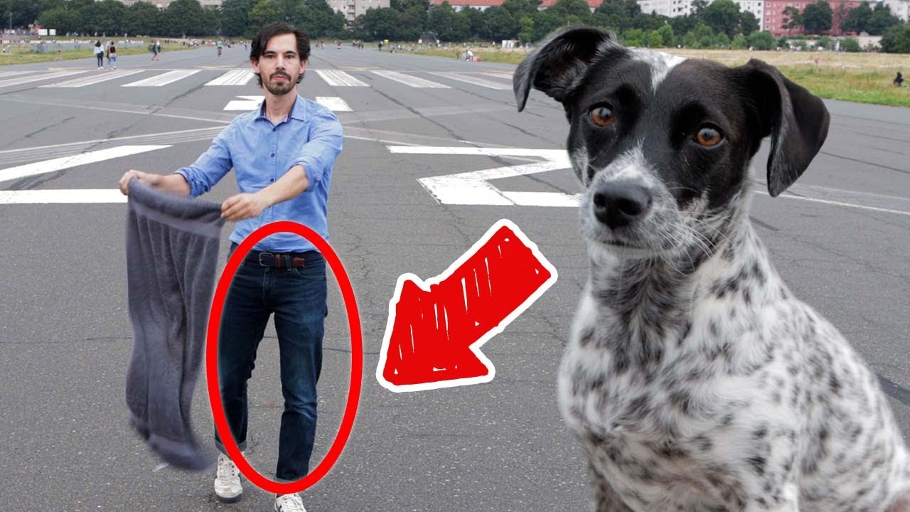Zaubertrick erkl&auml;rt: Hund erscheint auf Landebahn