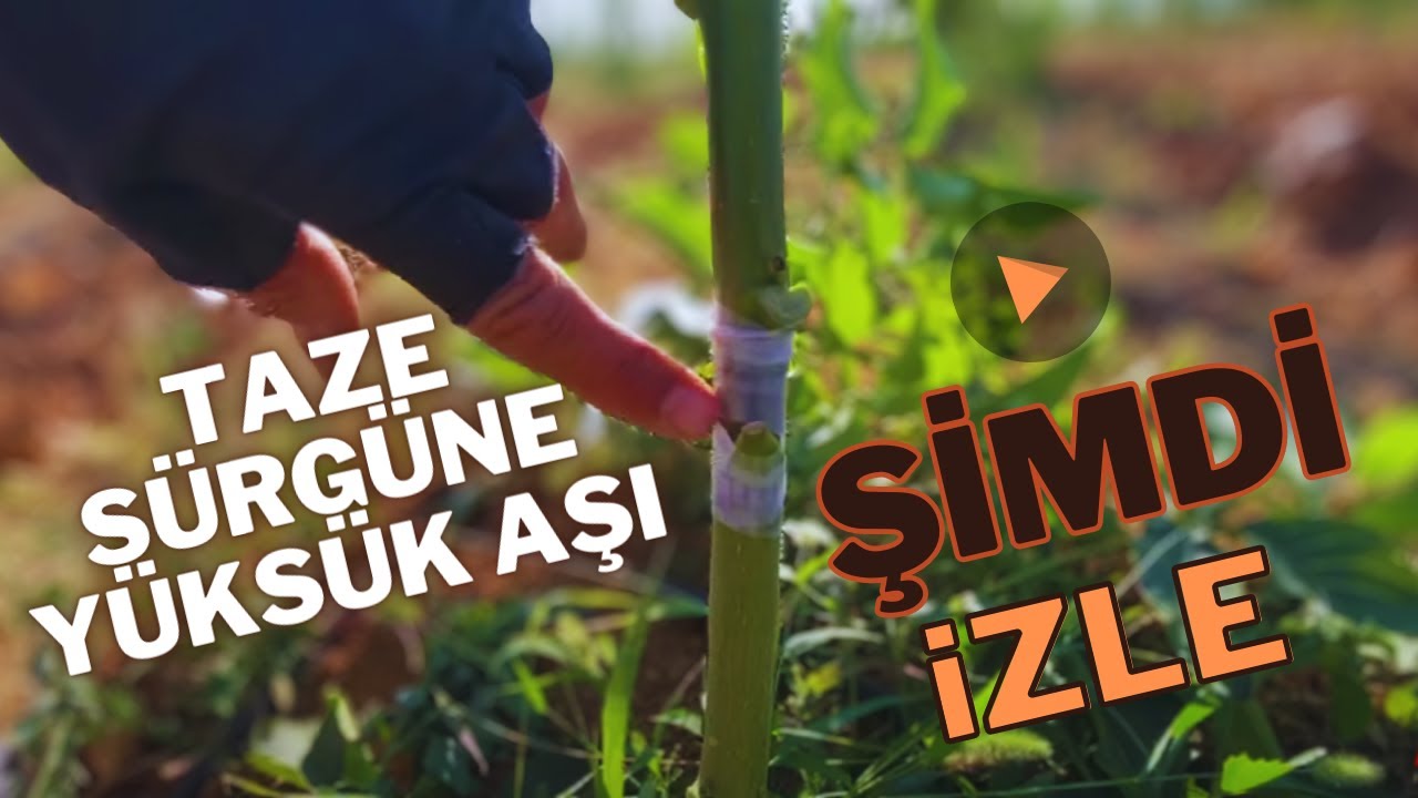Taze S&uuml;rg&uuml;ne Y&uuml;ks&uuml;k Aşı Pratik Anlatım @mstarim#y&uuml;ks&uuml;kaşı #cevizaşı #wallnut