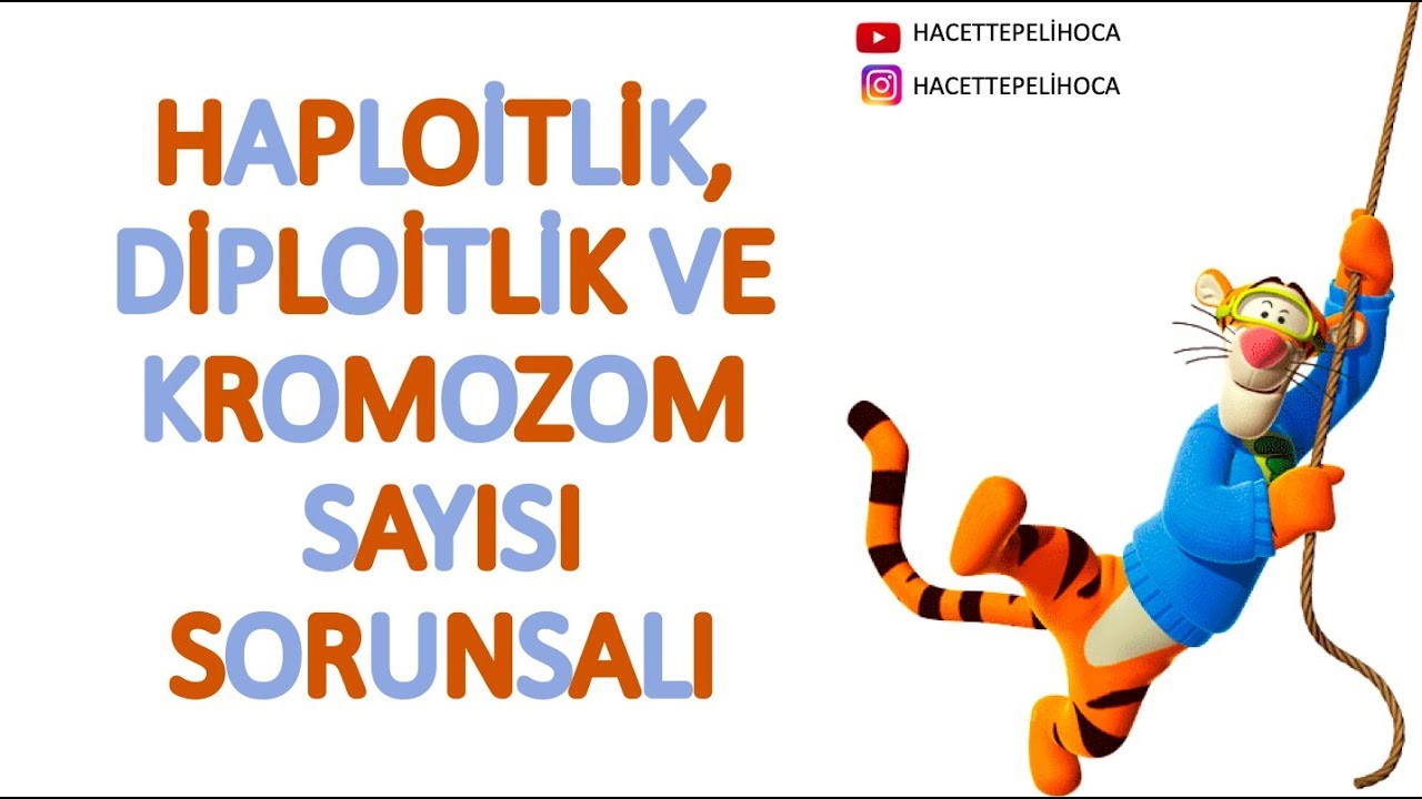 HAPLOİT VE DİPLOİT KAVRAMLARINI KROMOZOM SAYISI ÜZERİNDEN ÖĞRENELİM #hacettepelihoca