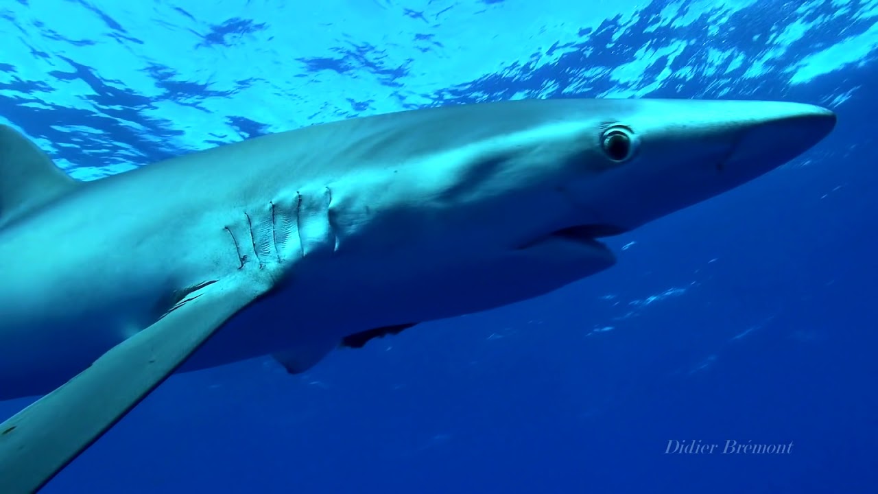 Requin bleu ou Requin peau bleue (Prionace glauca), Açores avec Pico Sports Açores