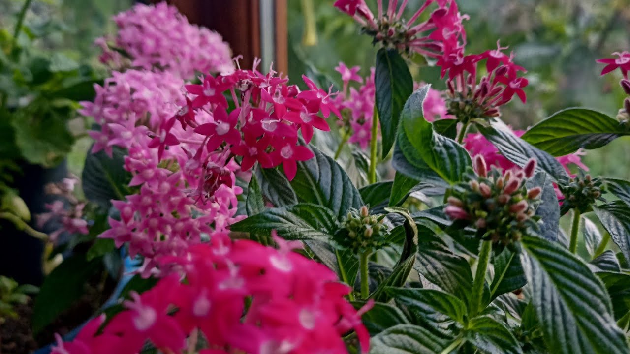 💕🍀💕Pentas vanilya çiçeği sarı karides bakımı zararlilar