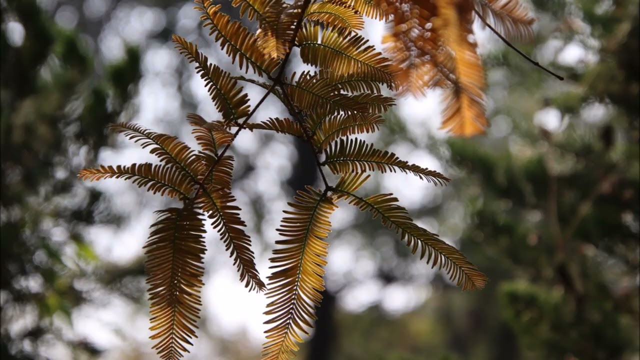 Can you find the Bald Cypress Tree in this video   good luck there is one