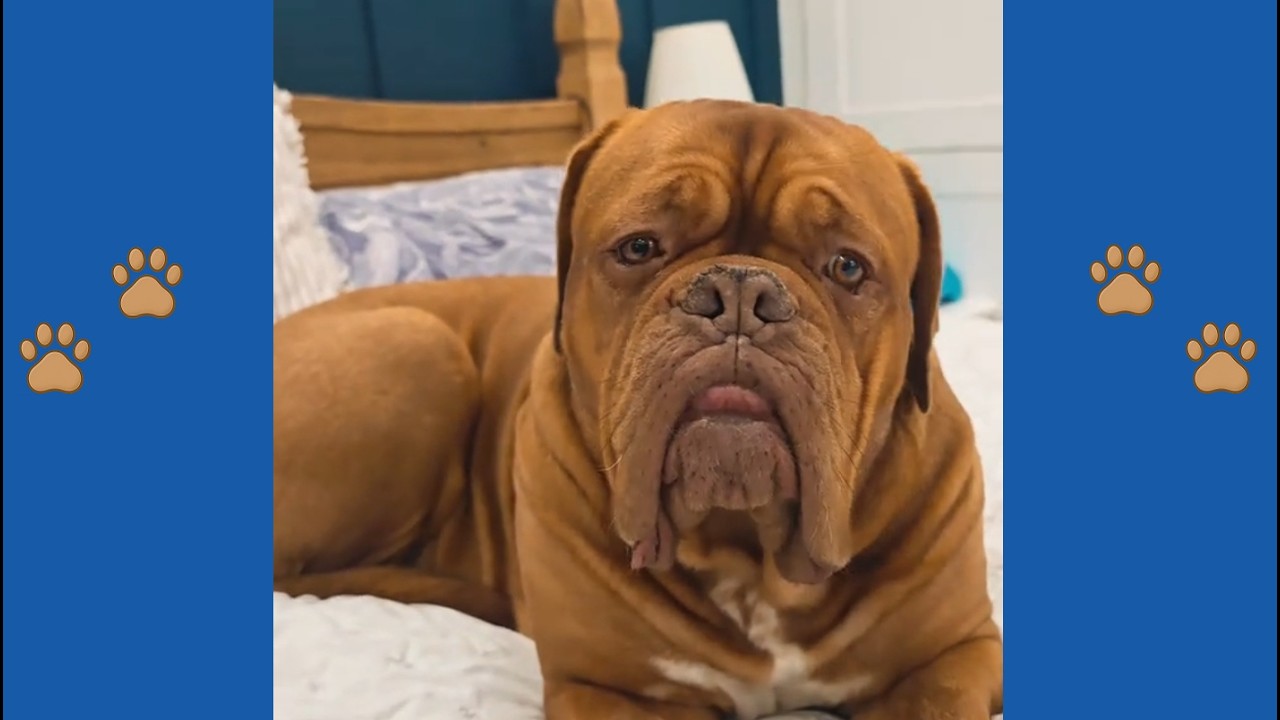 В тот момент, когда этот гигантский мастиф понял, что щенок останется, — выражение его морды гово...