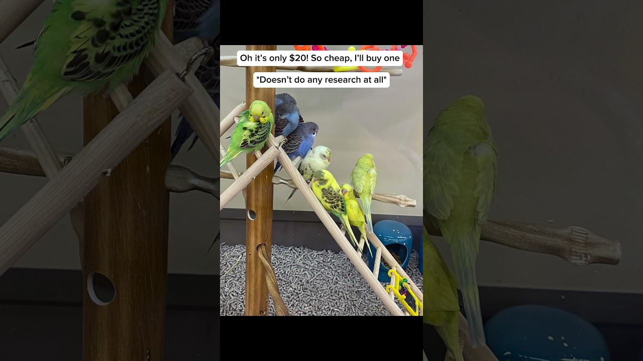 Please don&rsquo;t impulse buy budgies! #parrotcare #budgies #shorts